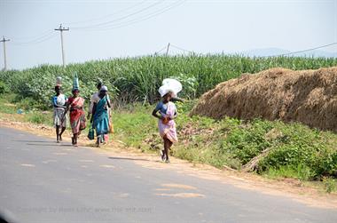 On Route Thekkady to Madurai,_DSC_7725_H600